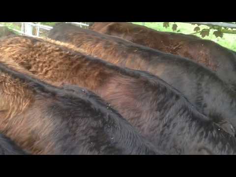 Würfel für unsere Galloway Kühe