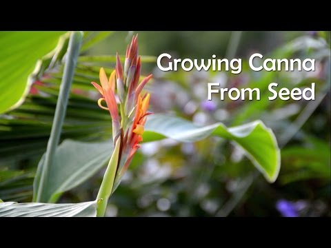 Growing Canna From Seed & Collecting Seed