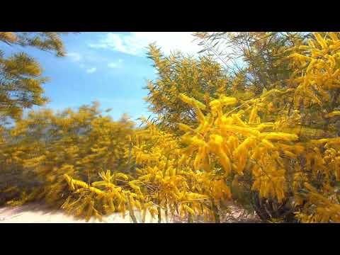 acacia longifolia blooming on December