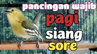 Download lagu suara CIPOW/cipoh gacor Dorr sangat AMPUH MENAIKAN EMOSI GACOR pancingan paling sukses dan handal mp3