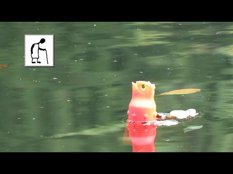 What is that floating in Abbots Pool 190926