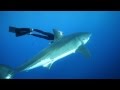 Оушен Рамси плавает с акулами 