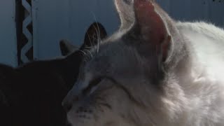 Albuquerque nonprofit that neuters stray cats hopes to expand operation