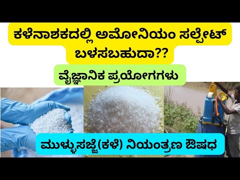 ಅಮೋನಿಯಂ ಸಲ್ಪೇಟ್ ಕಳೆನಾಶಕದಲ್ಲಿ ಮ್ಯಾಜಿಕ್/ಮುಳ್ಳು ಸಜ್ಜೆ ಕಳೆನಾಶಕ / ಯೂರಿಯಾ ಹೇಗೆ??