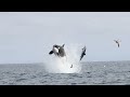 Killer Whales Displaying Spectacular Hunting Techniques In San Diego Narrated