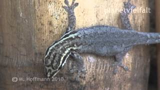 preview picture of video 'Zwerggecko Lygodactylus spec., bei Arba Minch, Äthiopien, dwarf-gecko'