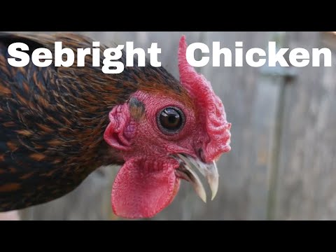 , title : 'Chicken Breed Analysis: Sebright'