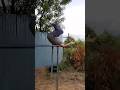 Age Is Just Number Vjm Vajram Gymnasticsbars Vjm Valari Blowgun