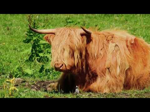 , title : 'Độc đáo loài Bò tóc rậm (bò scotland)| The bushy-haired cow | thế giới động vật - Animal'