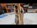 Give marmot a long bread