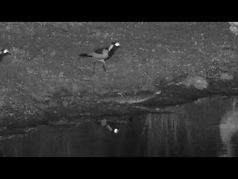 Djuma: Large Puff Adder has made it to the dam with the birds watching it closely - 20:32 - 04/19/19