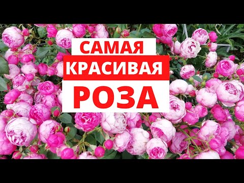 download lagu mp3 mp4 роза описание, download lagu роза описание gratis, unduh video klip Download роза описание Mp3 dan Mp4 Full Gratis