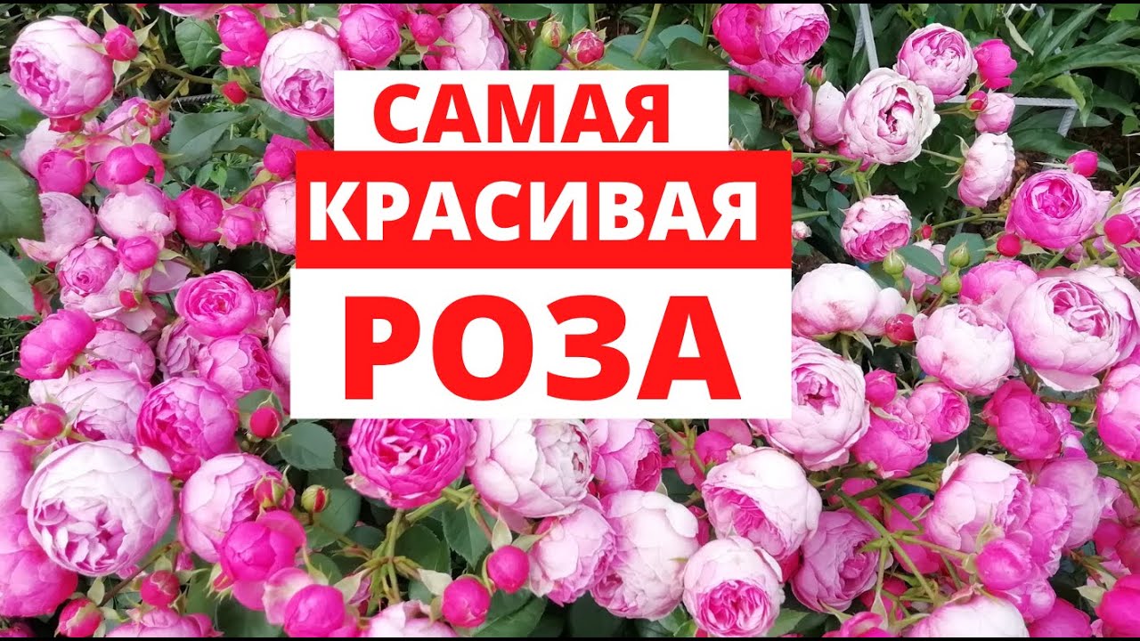 Самая красивая РОЗА моего сада - ПОМПОНЕЛЛА! Полюбуйтесь вместе со мной.