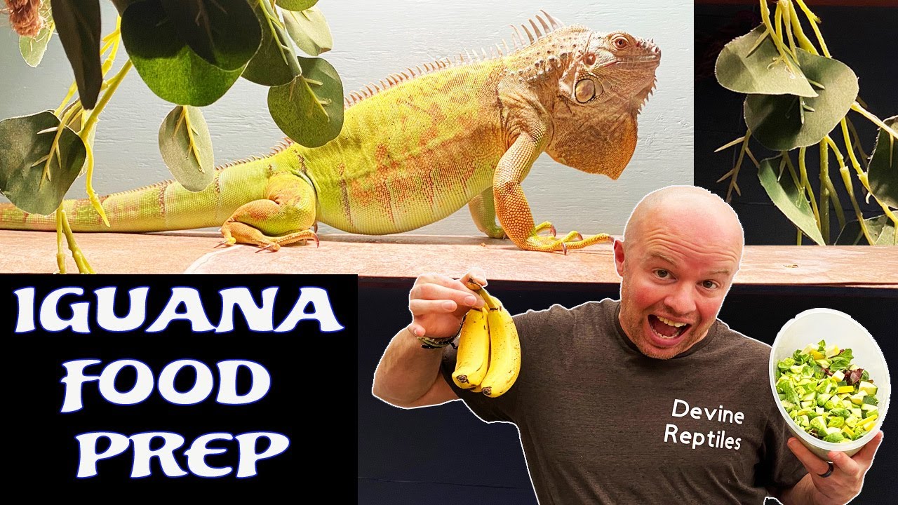 What do Iguanas Eat - Meal prepping for Iguanas