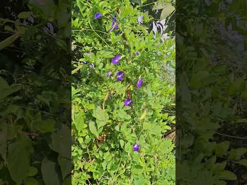 #Nilambari #Aparajita #Flowers #viralshorts #Life & Living