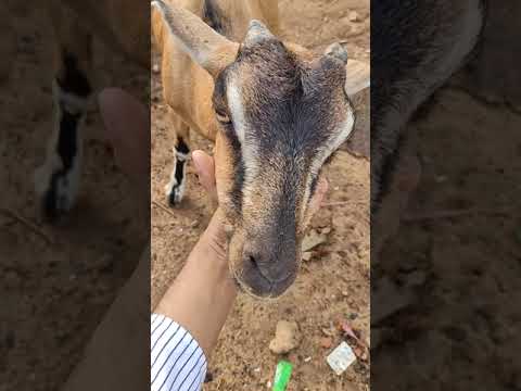 Goat is taking relaxing massage #shorts