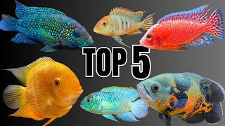 Top 5 Cichlid Trios | Best Cichlid Stocking Ideas That Work