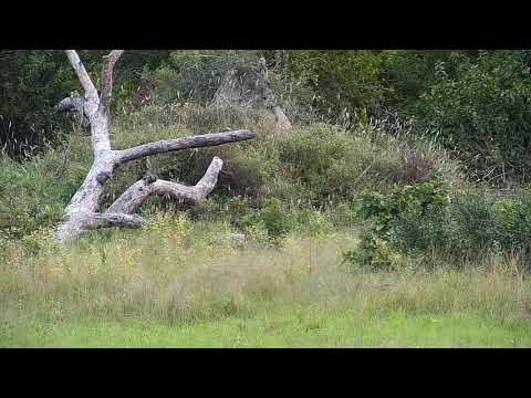 Djuma: Impala ram - 16:01 - 04/06/21