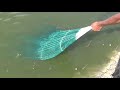 PRAWN FISH CATCHING
