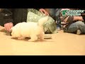 Teddy Bear dogs for sale: Beauty  - Video 1