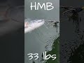 36" Salmon caught in Halfmoon Bay - Absolute HOG