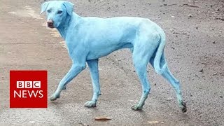 Mumbai's blue dogs- BBC News