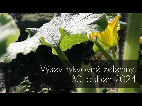 , title : 'Výsev tykvovité zeleniny, 30. duben 2024 #okurky #dyne #cuketa #patizon'