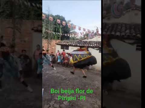 Apresentação do boi beija flor de Piripiri -PI