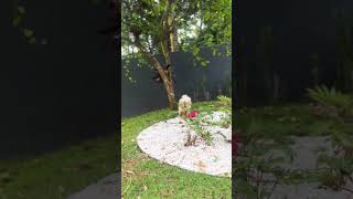 Fim de dia perfeito com eles ❤️🙏🏼🥰🫶🏼 .... #cachorro #dog #pets #japanesechin #muitoamor