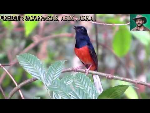 White Rumped Shayma Thrush(Bird) by Jasoprakas.