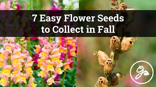 7 Easy Flower Seeds to Collect in Fall / Easy Garden Seed Saving Tips