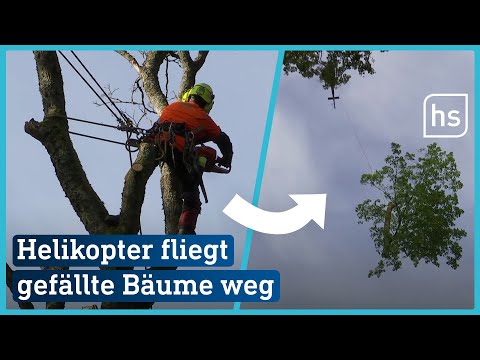 Helikopter fliegt abgestorbene Bäume über Königstein | hessenschau