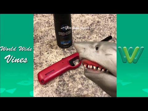Download Agent Shark Puppet Mash Mp4 3GP Video & Mp3 Download unlimited Videos Download Download Agent Shark Puppet Mash Mp4 3GP Video & Mp3 Download unlimited Videos Download