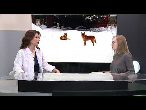 "Деловой разговор": врач-ветеринар рассказала о бешенстве (Бийское телевидение)