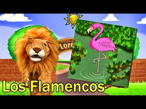 Los Niños Conocen a Los Flamencos - Videos y Canciones Infantiles Educativos - Lorenzoo El León