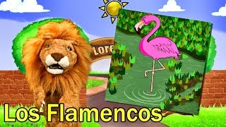 Los Niños Conocen a Los Flamencos - Videos y Canciones Infantiles Educativos - Lorenzoo El León