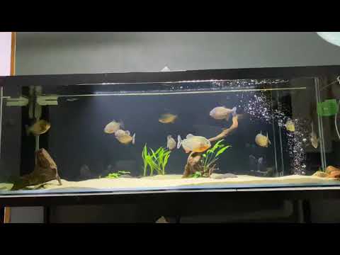 Piranha vs koi fish (beast mode)|| Live Feeding