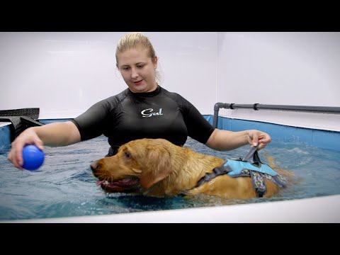 Veterinary physiotherapist video 3