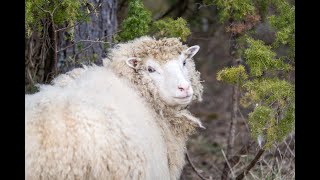 "אונס רחמנא פטריה" - האם העבירה לא נחשבת ▪️ הרב נחמנסון ▪️ (כולל הוראה ומשפט) (הרב יהודה לייב נחמנסון) - התמונה מוצגת ישירות מתוך אתר האינטרנט יוטיוב. זכויות היוצרים בתמונה שייכות ליוצרה. קישור קרדיט למקור התוכן נמצא בתוך דף הסרטון