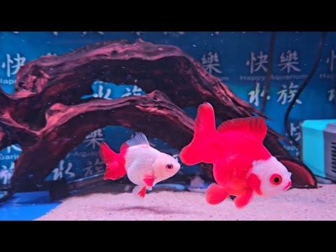 招財 魚