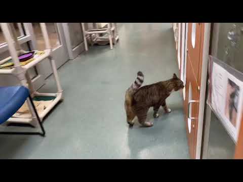 Arya (aka Glenda)-A28541869