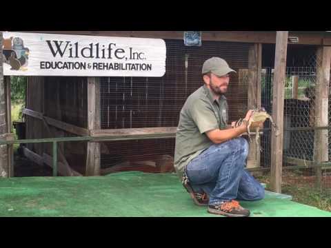 Damen Hurd talks up Wildlife Inc.