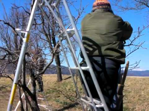 庭にエキゾチックな香りを吹き込むために、カリンの木をいつ剪定すればよいでしょうか?  庭園