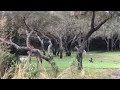 Baby Giraffe At Animal Kingdom Walt Disney World