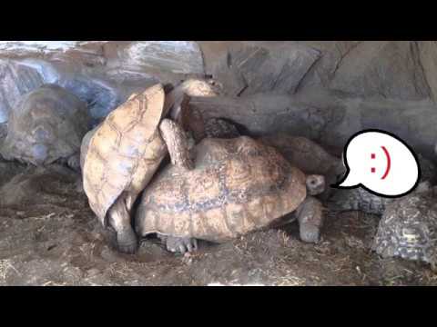 Fortpflanzungsstrategien (R-Strategie und K-Strategie)