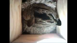 Australian Wood Ducks using a nest box