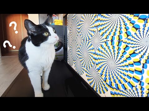 Do cats see Rotating Snakes? Optical Illusion