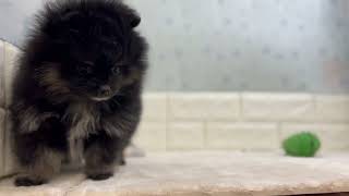 ポメラニアンの動画01