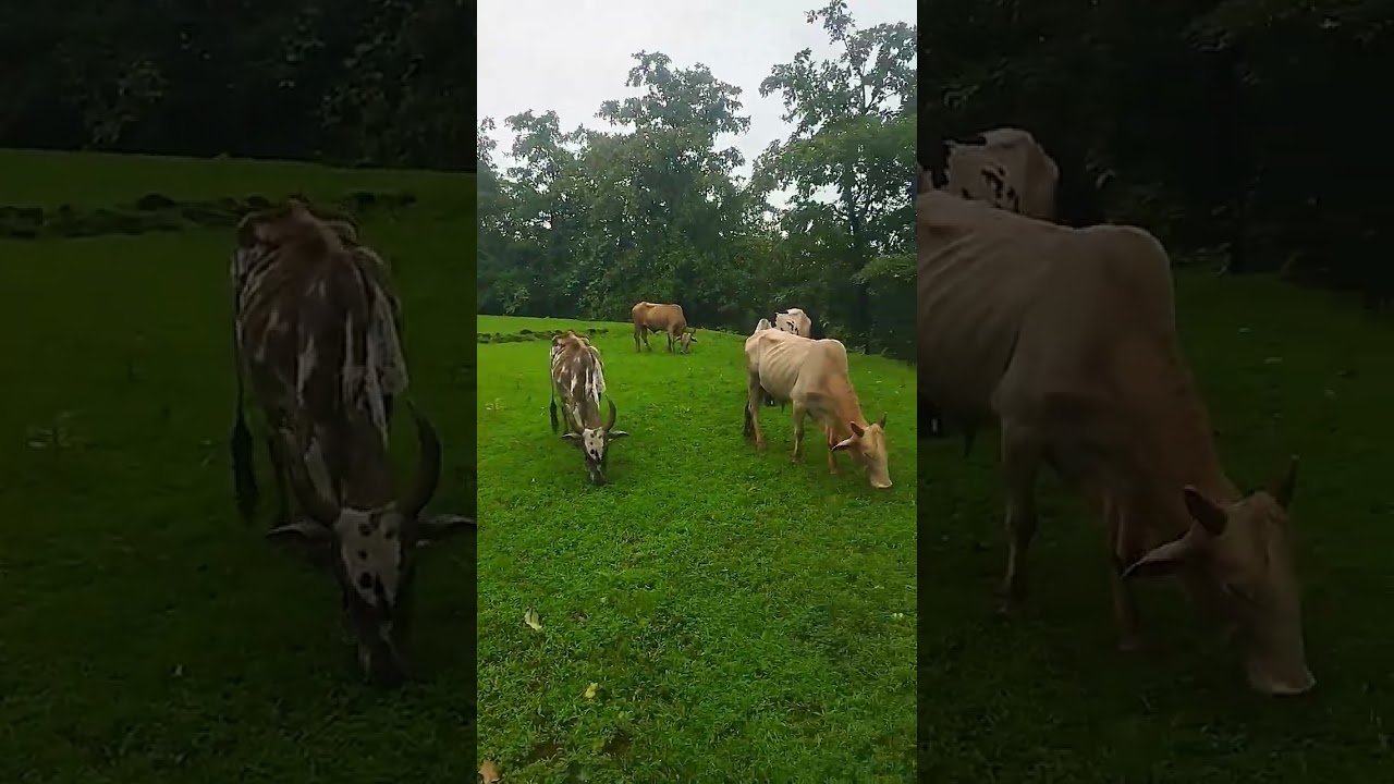 evening #viral #video