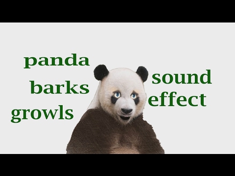 The Animal Sounds: Panda Barking Growling / Sound Effect / Animation